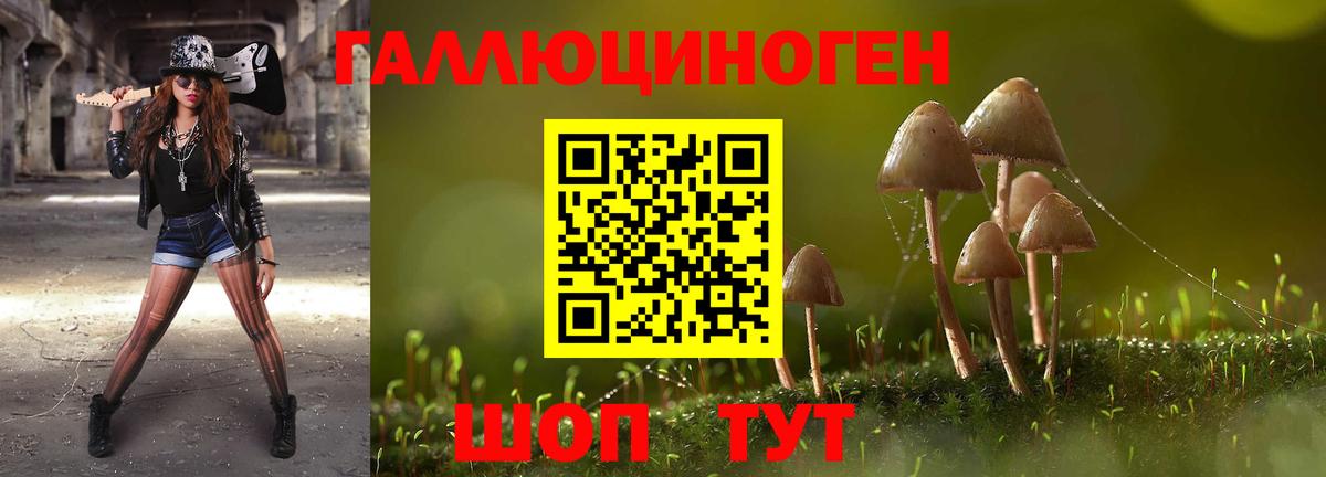 Галлюциногенные грибы Psilocybine cubensis Псков